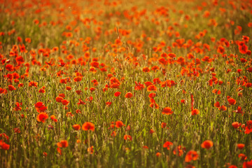 Poppy field at sunset