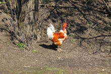 Transylvanian Naked Neck Rooster 