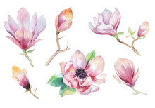 Painting Magnolia Flower Wallpaper. Hand Drawn Watercolor Floral