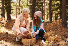 Grandmother And Granddaughter Collect Pine Cones In Forest