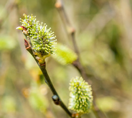 Wall Mural - catkin closeup