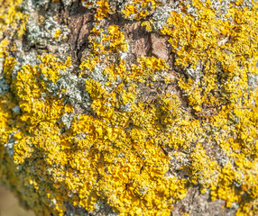 Canvas Print - lichen closeup