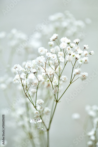 The Small White Flowers Of Gypsophila Wedding Style Buy This Stock Photo And Explore Similar Images At Adobe Stock Adobe Stock The Small White Flowers Of Gypsophila Wedding Style Buy This Stock Photo And Explore Similar Images At Adobe Stock Adobe Stock