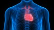 Human Body Organs (Heart)