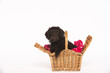 Labradoodle puppy in a basket
