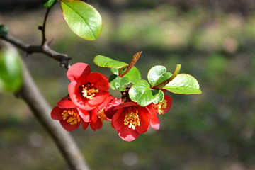 Wall Mural - Branch of Japanese quince in blossom