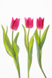 Fototapeta Tulipany - Tulpen rosa Mutter