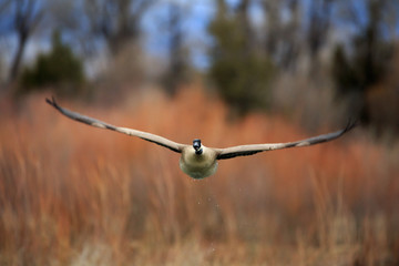  Goose flying.