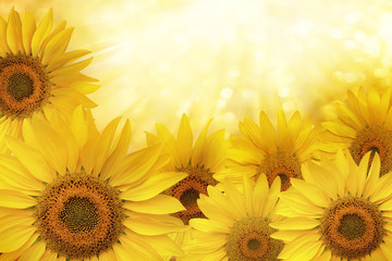 Sticker - Sunflower natural background