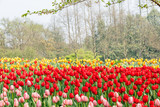 Fototapeta Tulipany - Fresh tulips blooming in the spring garden