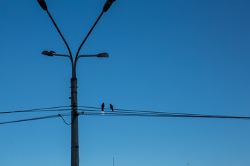 Street lamp and two birds