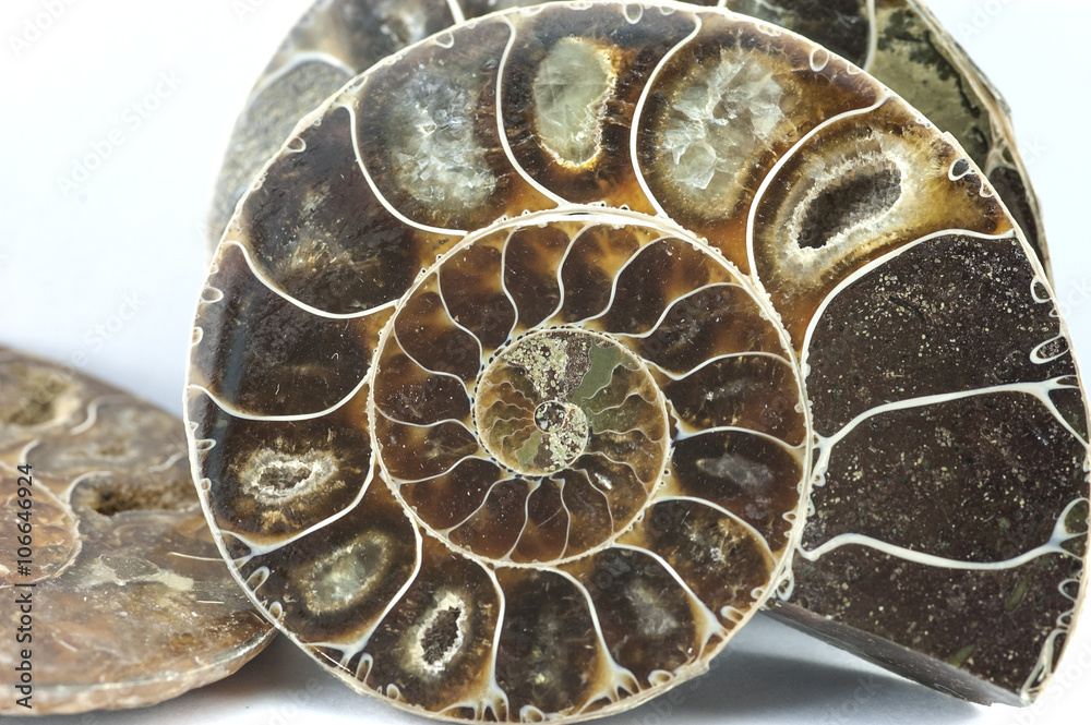 Nautilus Ammonite Fossil Shell Macro Texture Wall Mural Wallpaper Murals Farland9