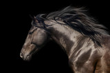 Fototapeta Konie - Black stallion in motion portrait isolated on black background