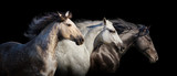 Fototapeta Konie - Horse herd portrait run gallop isolated on black background