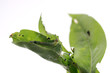 Tortricidae caterpillar on privet  ( Cacoecia   Archips  Tortrix )