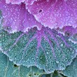 Ornamental decorative cabbage covered with a morning frost