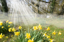 Daffodils In Spring With Sunbeams English Country Garden Woodland