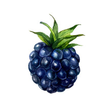 Watercolor Blackberry Isolated