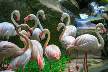 Flamingo Phoenicopterus in Kuala Lumpur, KL Bird Park, Malaysia