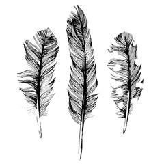 Wall Mural - Hand drawn feathers on white background