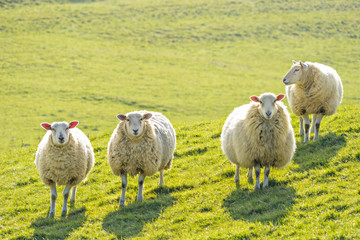 Four sheep standing facing camera