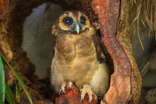 Burung Hantu Punggur Brown Wood Owl In Kuala Lumpur Kl Bird Park