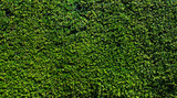 Fototapeta Zachód słońca - Green leaves wall background