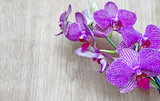 Fototapeta Do przedpokoju - Orchid flowers