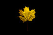 Yellow Autumn Symbol