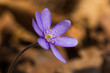 Violet Spring Beauty