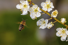 Bee Flying Towards A Spring Flower Collecting Pollen And Nectar