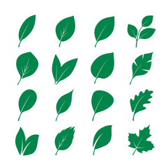 Wall Mural - Set of Green Leafs. Vector Illustration.