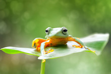 Tree Frog Sitting On A Leaf, Indonesia