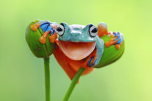 Close Up Of Frog Sitting On Bud
