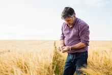Farmer Holding Ears Of Wheat