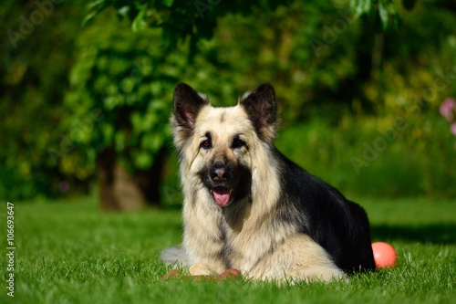 Long Haired German Shepherd Dog Lying With Ball Beautiful Black