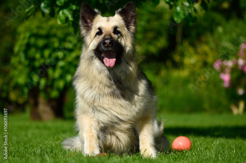 Long Haired German Shepherd Dog Sitting With Ball Beautiful Black