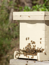 Italian Honey Bees Bearding On Front Of A Nucleus Hive