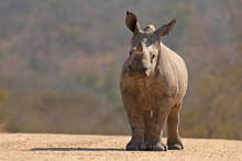 A White Rhinoceros Calf (Ceratotherium Simum Simum) In Kruger National Park, South Africa