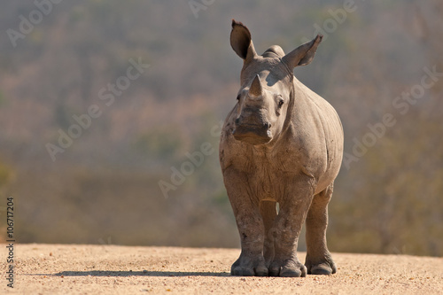 Fotografía A White Rhinoceros calf (Ceratotherium simum simum) in Kruger National Park, Sou