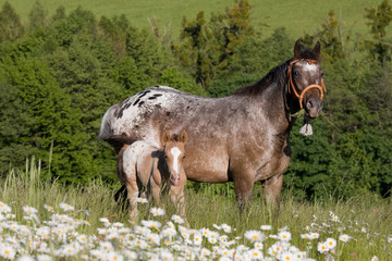 Portrait of nice appaloosa mare with foal