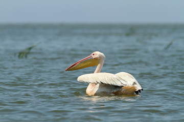 Wall Mural - great pelican floating on blue water