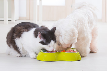 Dog and cat eating natural food from a bowl