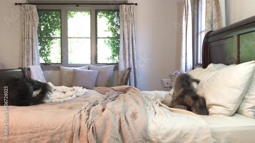 Obraz na plátně  Funny wet dogs shaking and rolling around on bed after a bath