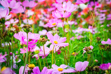 Wall Mural - Closeup on cosmos flowers.Beautiful flowers in the garden.