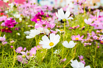 Wall Mural - Closeup on cosmos flowers.Beautiful flowers in the garden.