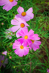 Wall Mural - Closeup on cosmos flowers.Beautiful flowers in the garden.