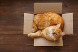 Fototapeta Koty - Ginger cat lies in box on wooden background. Fluffy pet is going to sleep there. 