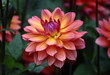 A beautiful pink yellow purple colored dahlia flower in a green natural environment