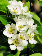 Blooming Flowers On A Branch Of Pear